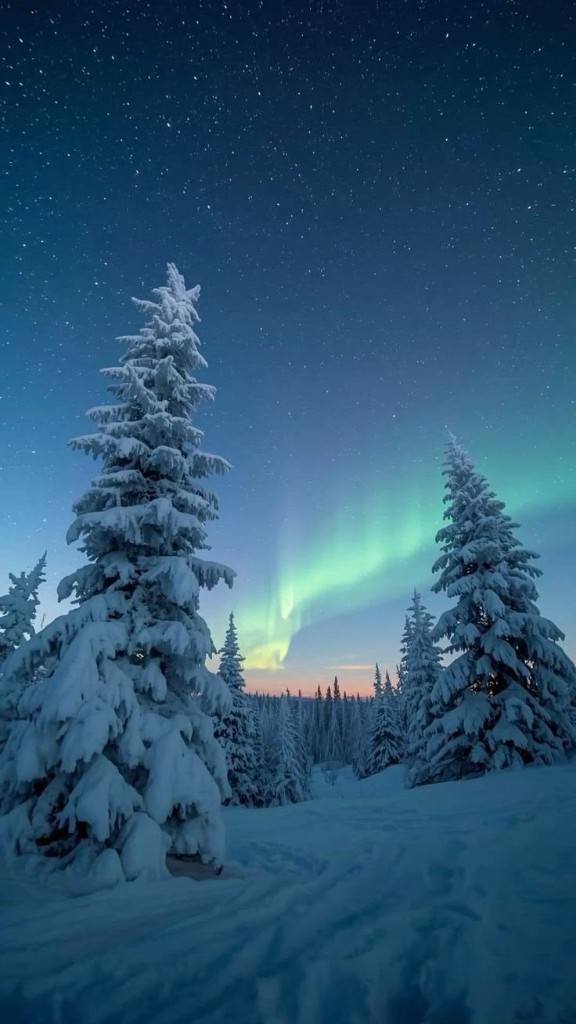 Aurora boreal sobre pinheiros cobertos de neve